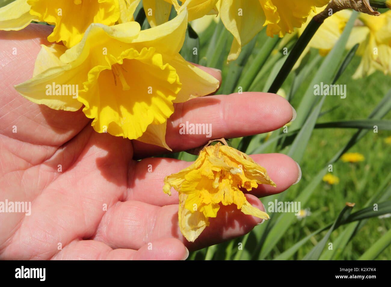 Un jardinier deadheading jonquilles fleurit en printemps à l'usine de l'aide dans le stockage de l'énergie dans son bulbe, UK Banque D'Images