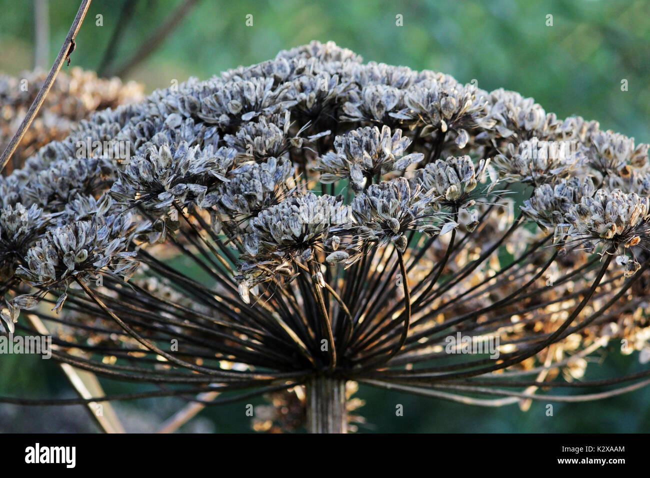 Vache plante-panais Sosnovski Heracleum avec des graines à l'automne Banque D'Images