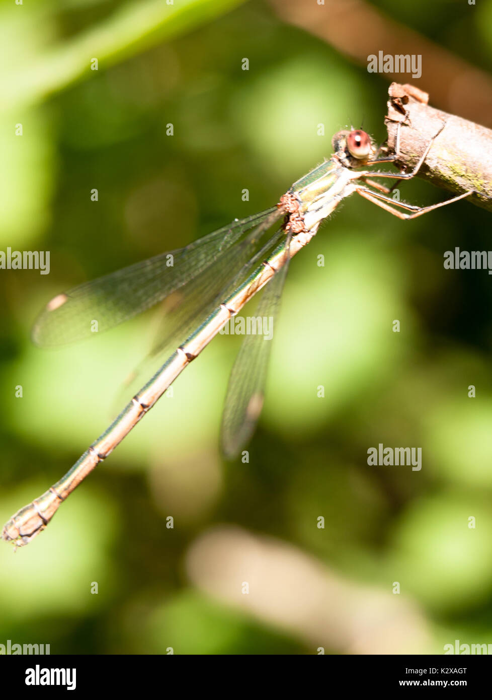 Macro close up of willow emerald Chalcolestes viridis demoiselle ; Angleterre ; UK Banque D'Images