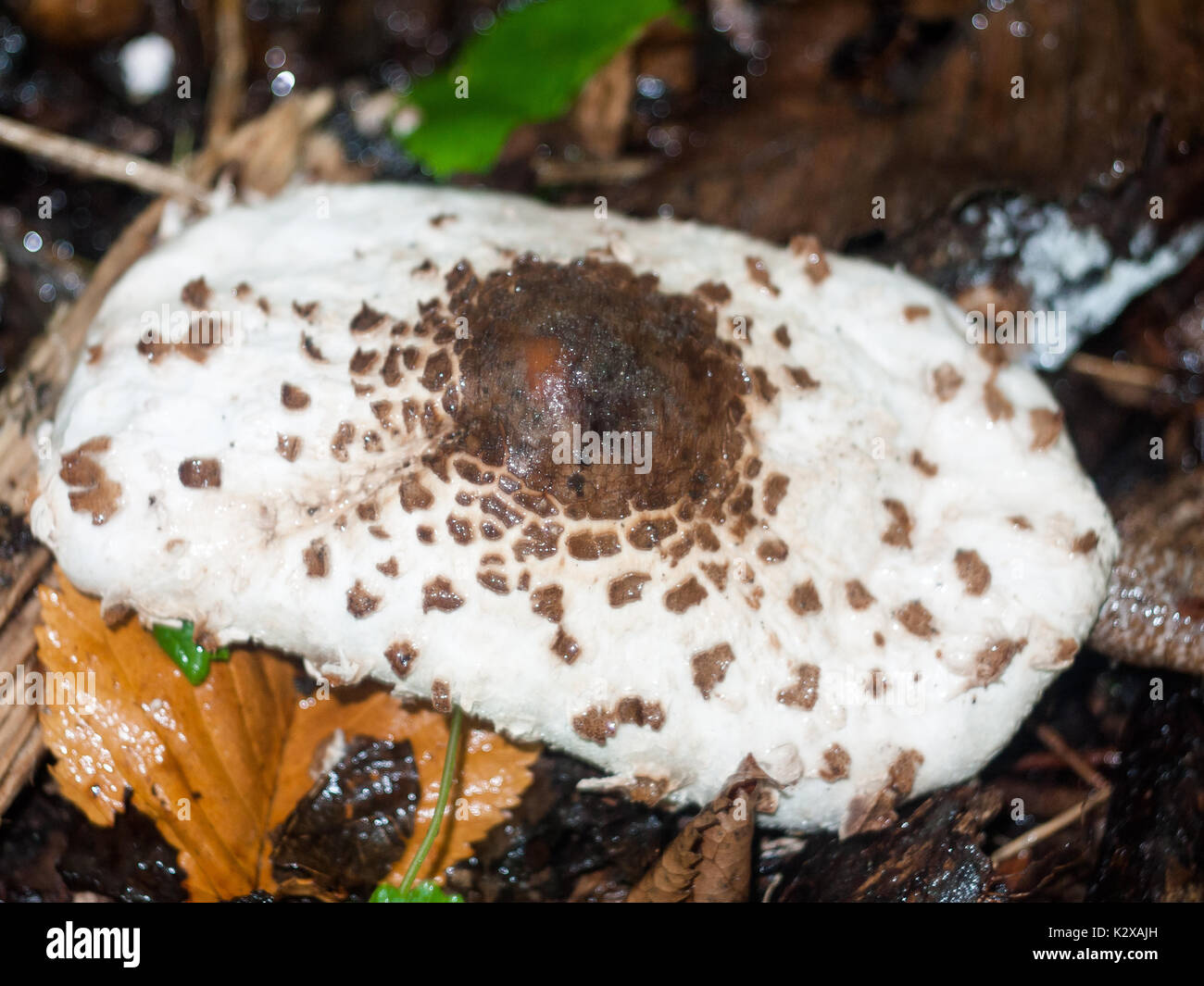 Close up de champignons sauvages les champignons communs Macrolepiota procera rosée humide fourrage ; Angleterre ; UK Banque D'Images