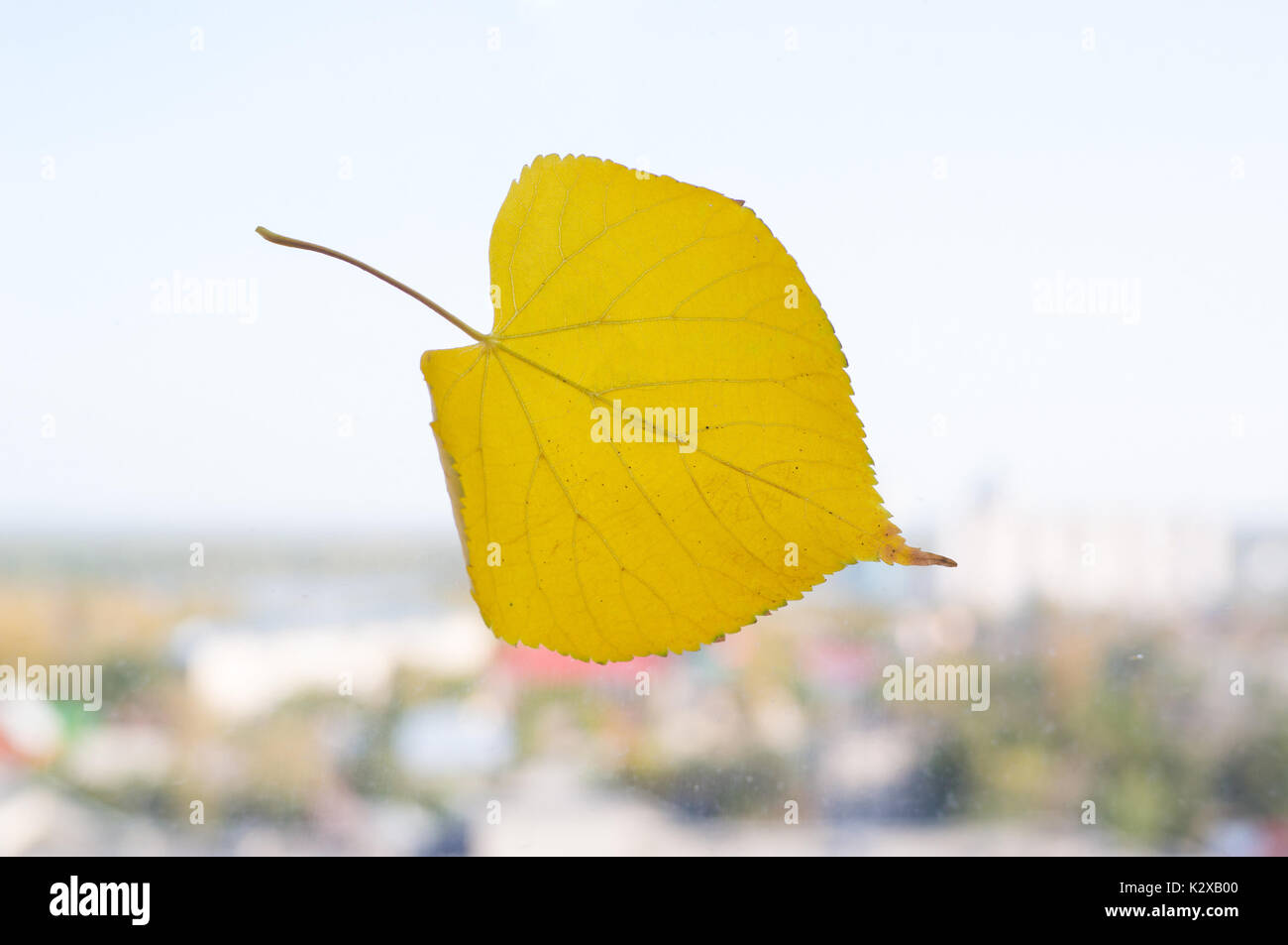 Temps d'automne avec une feuille jaune. Feuille jaune sur une fenêtre sur un arrière-plan de la ville floues. Le concept de l'automne. Banque D'Images