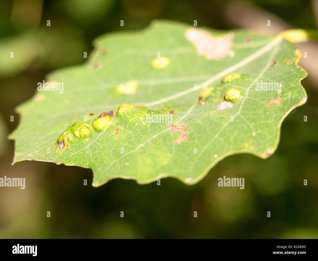 Close up avec pétales de feuilles d'été ; Angleterre ; bosses UK Banque D'Images