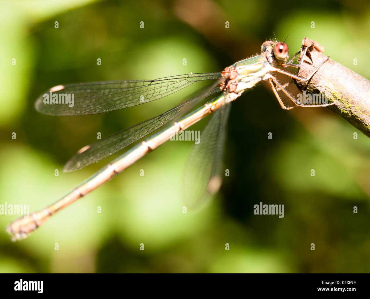 Macro close up of willow emerald Chalcolestes viridis demoiselle ; Angleterre ; UK Banque D'Images
