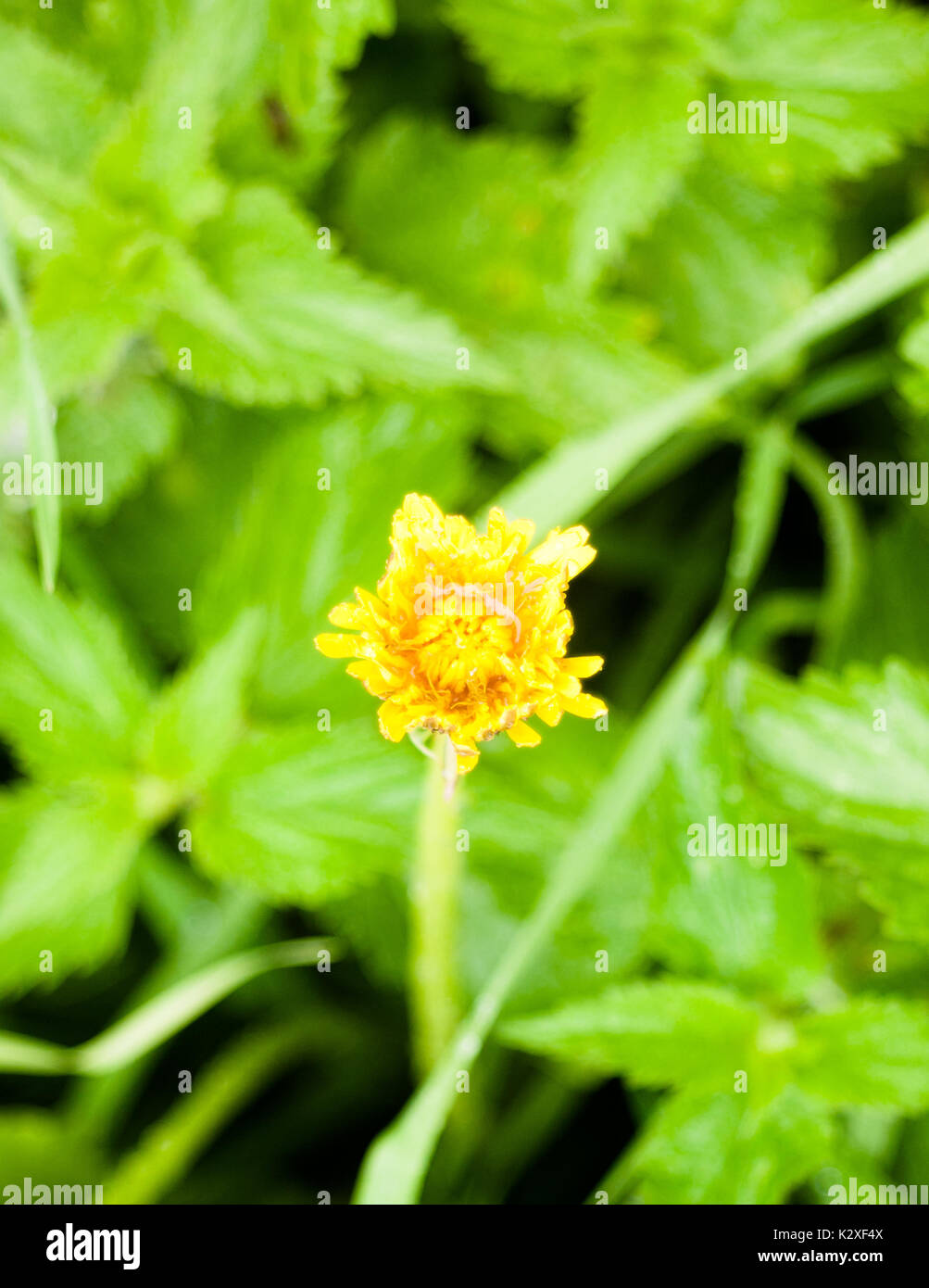 Close up de tête fleur de pissenlit jaune fermé fond vert unique Taraxacum ; Angleterre ; UK Banque D'Images