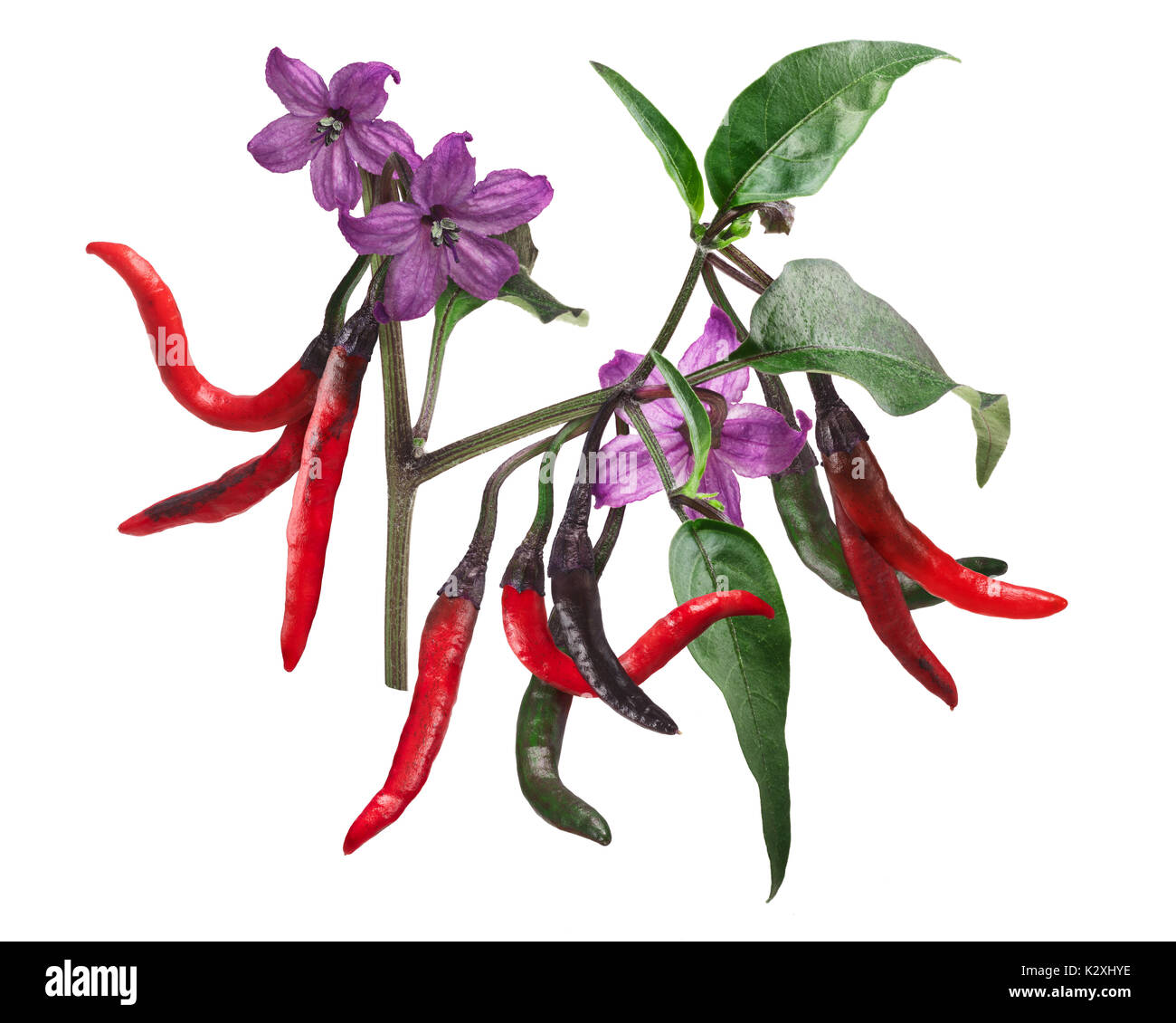 Naga Jolokia chili pepper violet, avec des plantes et des fleurs. gousses Clipping path Banque D'Images