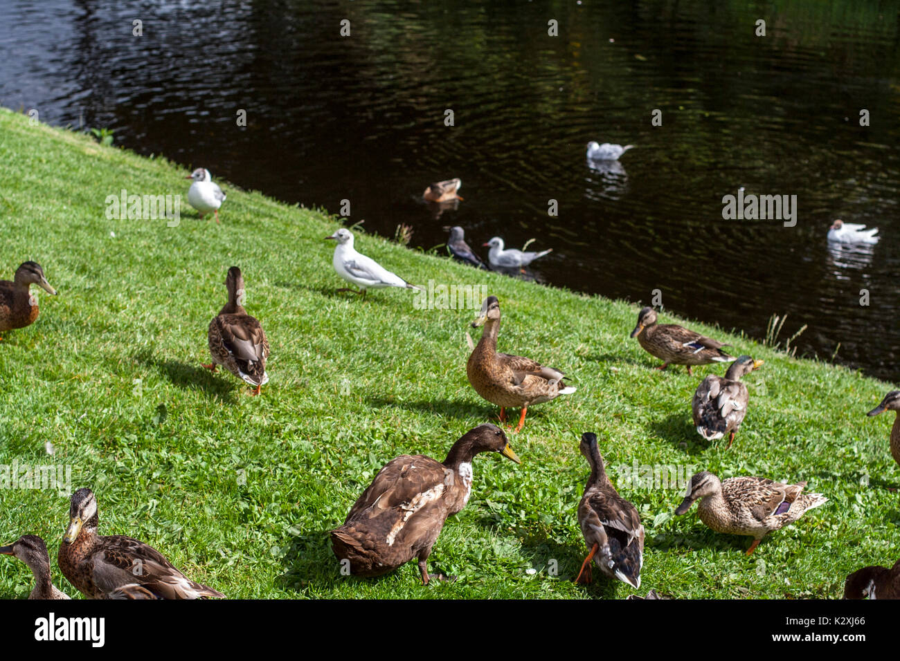 Les oiseaux sur la rivière. Une volée d'oiseaux, les canards et les pigeons, rivière Shannon Irlande Banque D'Images