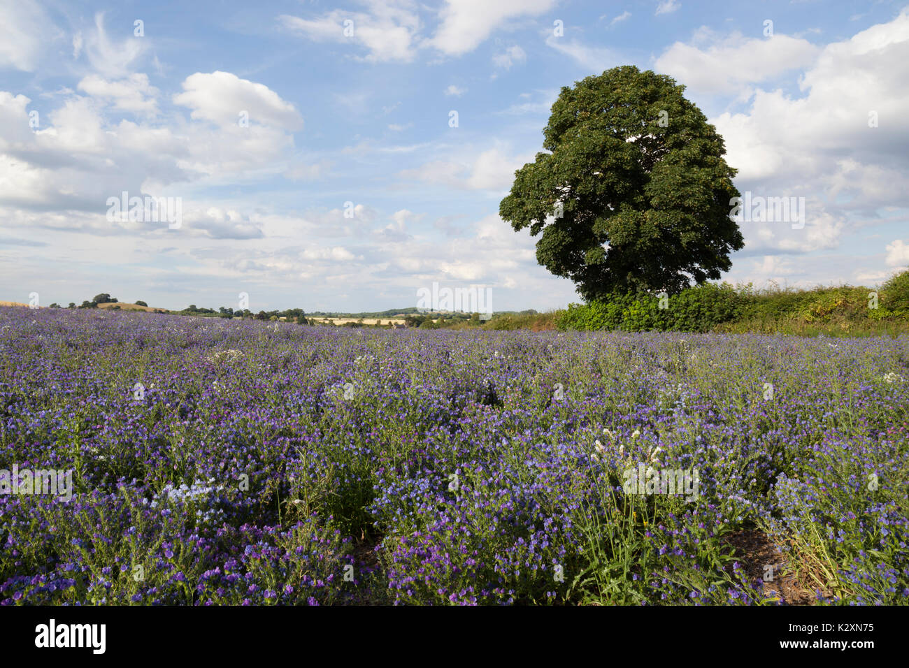Domaine de lin (lin), Shipston-on-Stour, Warwickshire, Angleterre, Royaume-Uni, Europe Banque D'Images