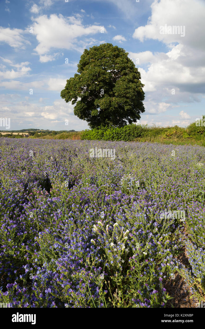Domaine de lin (lin), Shipston-on-Stour, Warwickshire, Angleterre, Royaume-Uni, Europe Banque D'Images