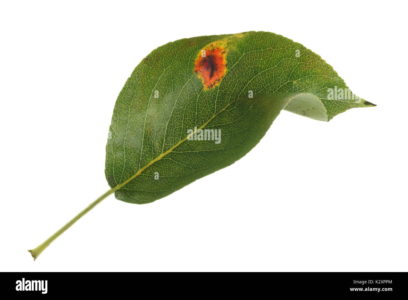 Poire poire feuilles présentant une infection fongique de la rouille, isolé sur un fond blanc. Banque D'Images