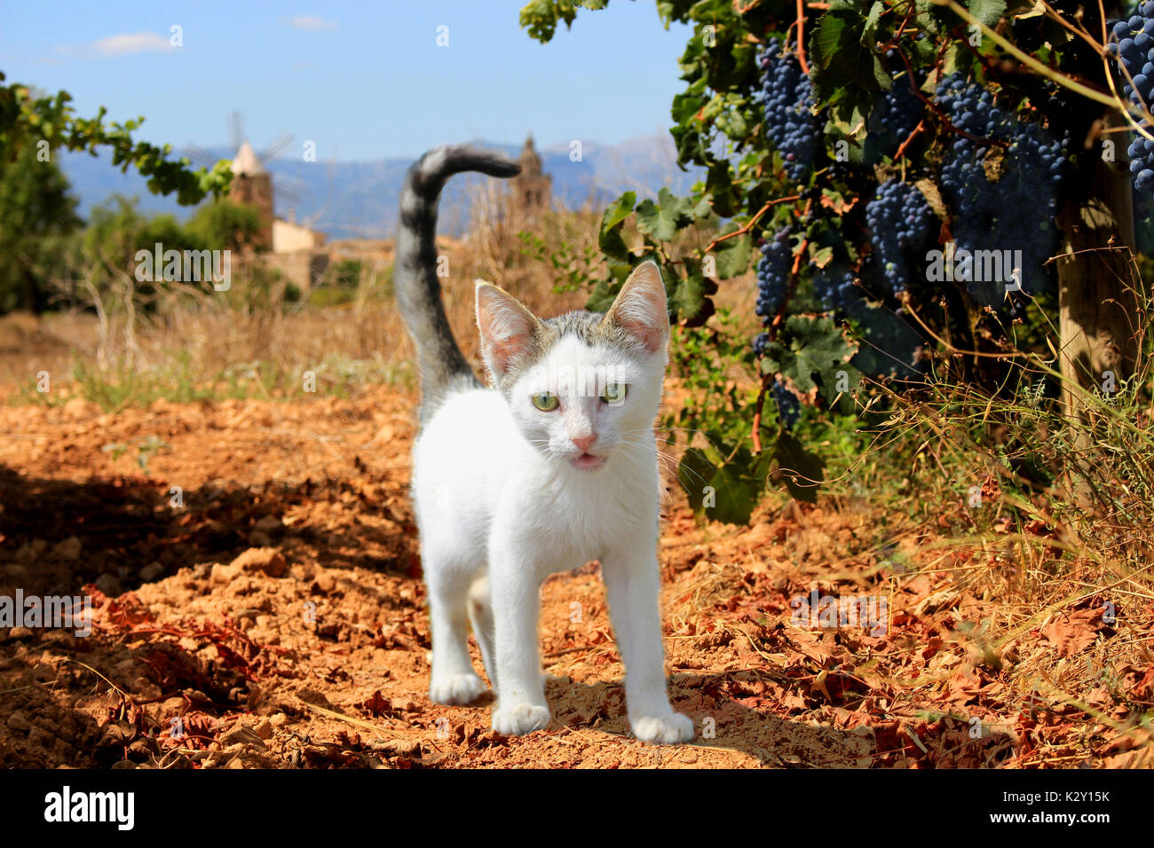 Jeune chaton noir, blanc tabby, debout dans un vignoble avec tombes bleu Banque D'Images
