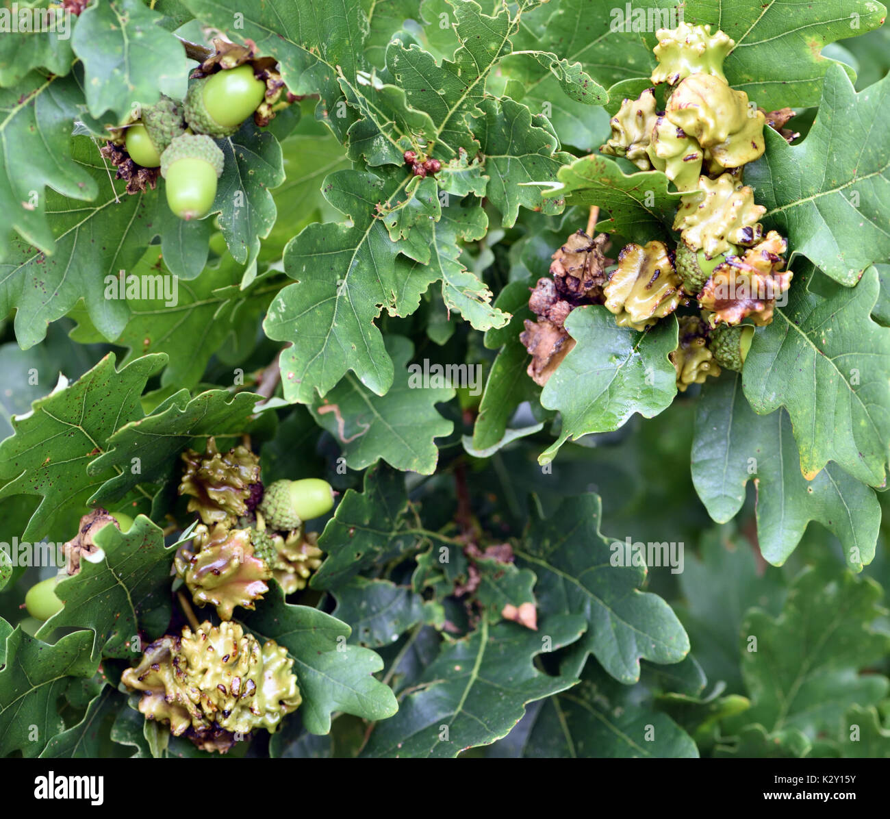 Knopper galles sur les glands d'un chêne pédonculé (Quercus robur). Ces galles sont causés par le gall wasp Andricus quercuscalicis. Bedgebury Forêt Banque D'Images