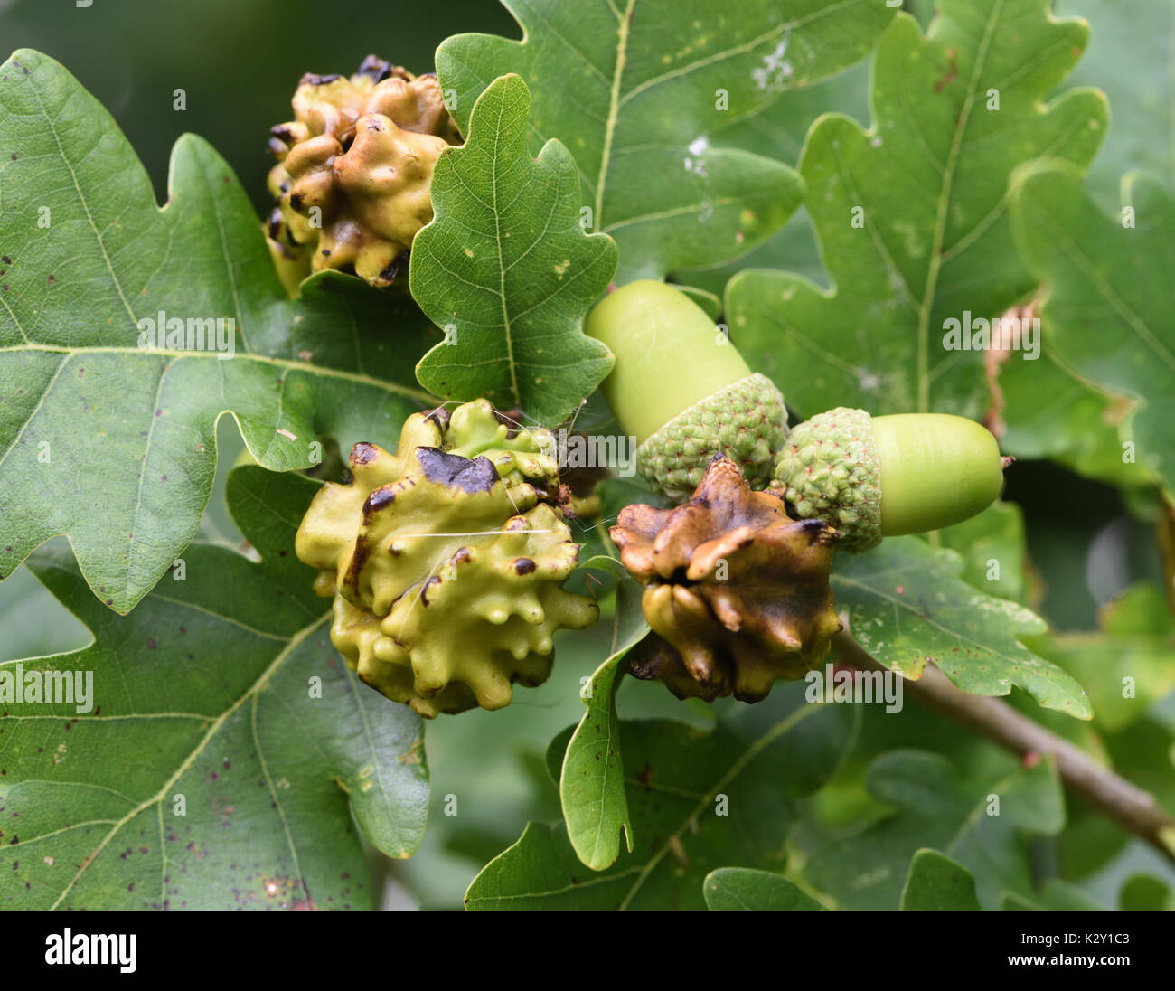 Knopper galles sur les glands d'un chêne pédonculé (Quercus robur). Ces galles sont causés par le gall wasp Andricus quercuscalicis. Bedgebury Forêt Banque D'Images