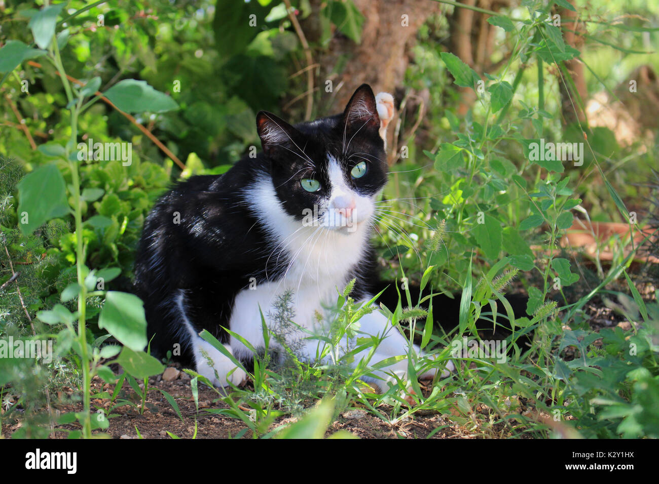 Chat domestique, Tuxedo, couché dans l'ombre parmi les plantes vertes dans le jardin Banque D'Images
