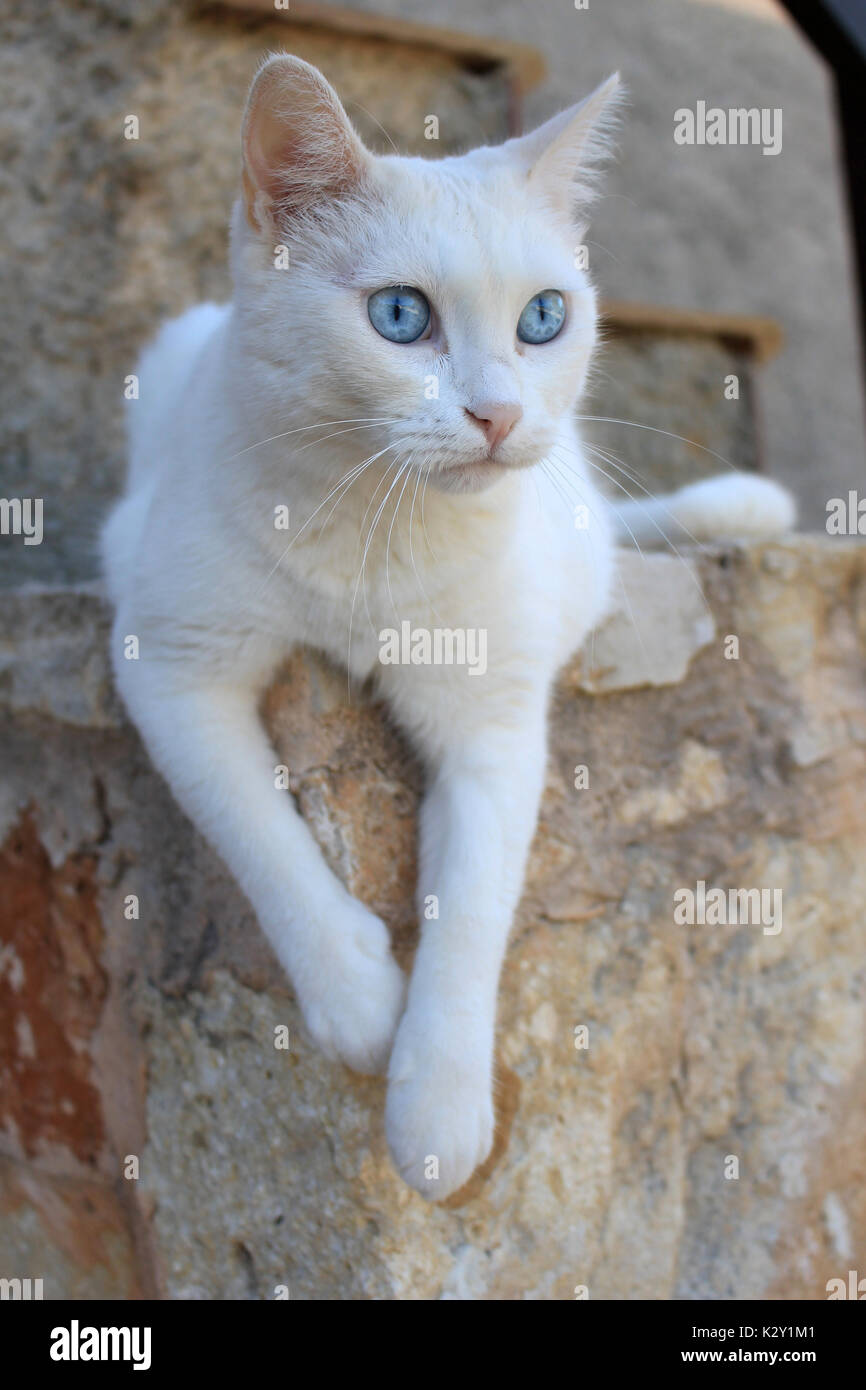 Chat blanc yeux bleu Banque de photographies et d’images à haute résolution Alamy