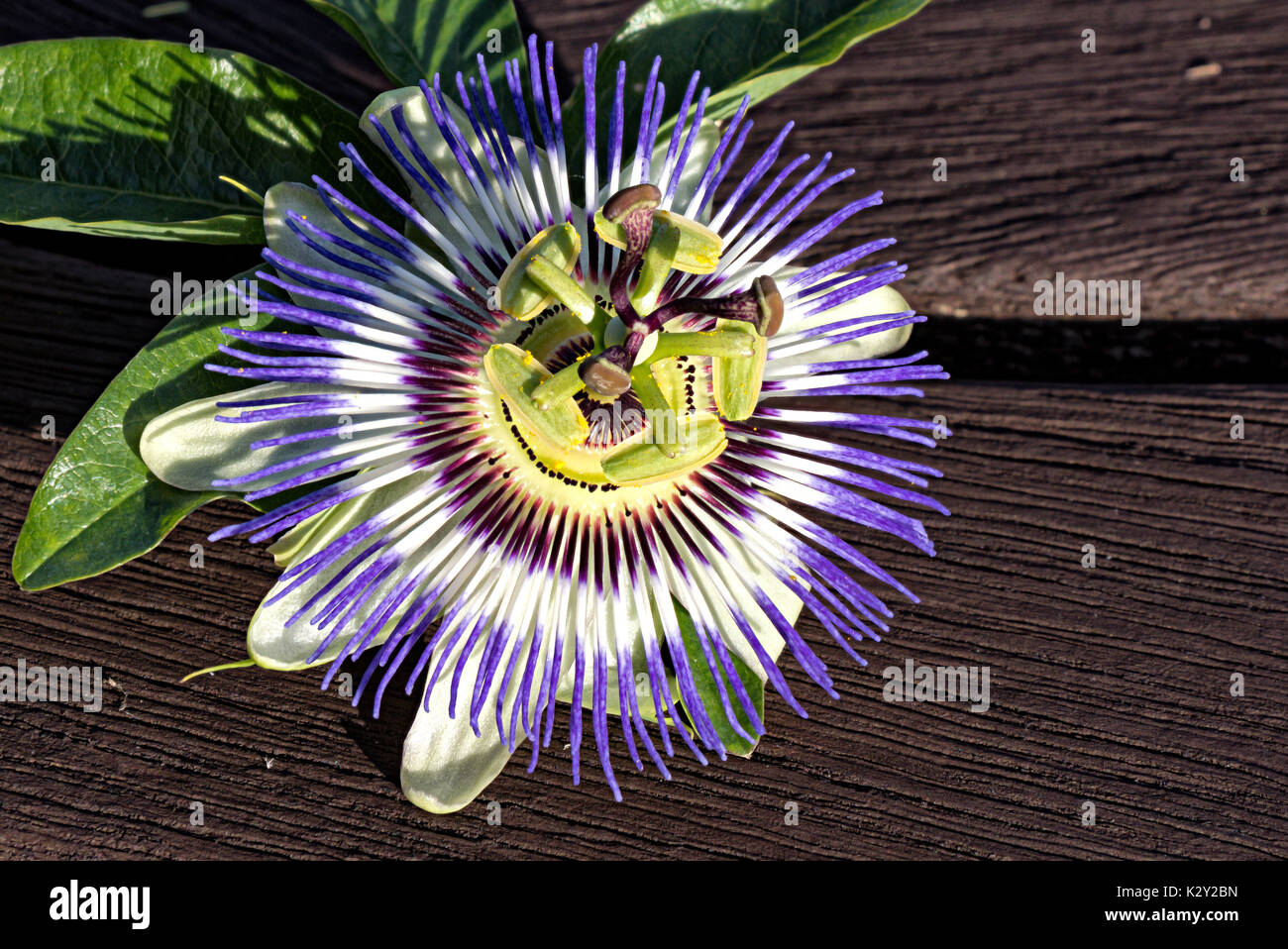 La passion des fleurs de notre jardin Banque D'Images