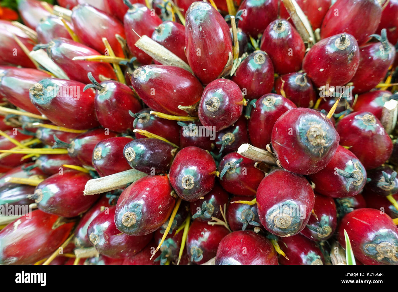 L'huile de palme fruits - libre Banque D'Images