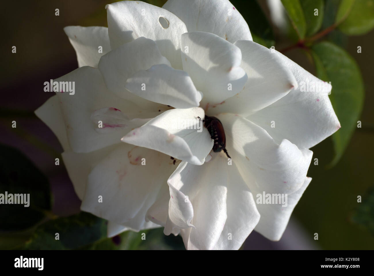 Manger un scarabée japonais white rose en pleine floraison Banque D'Images