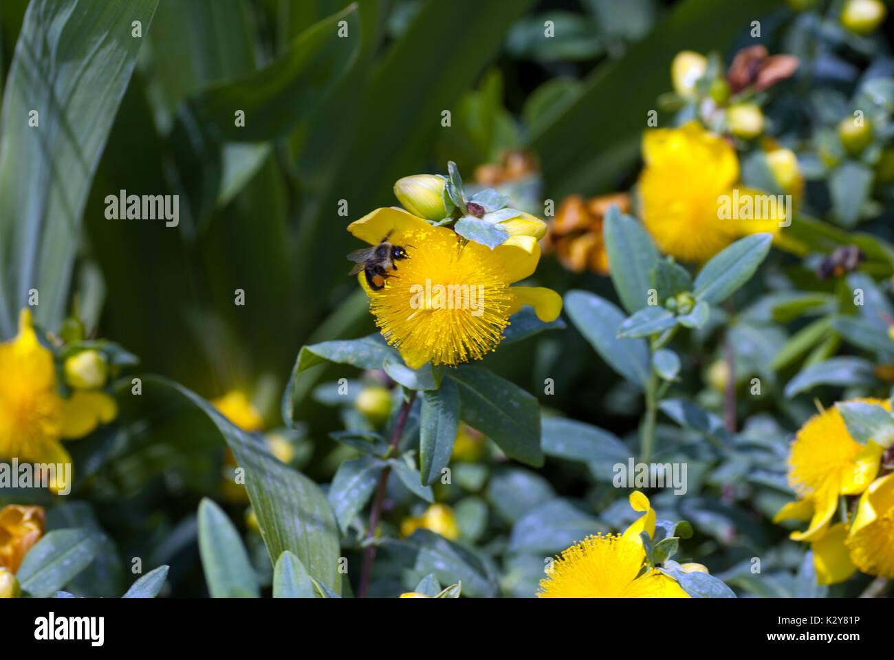 Les abeilles pollinisent une prairie de fleurs jaunes Banque D'Images