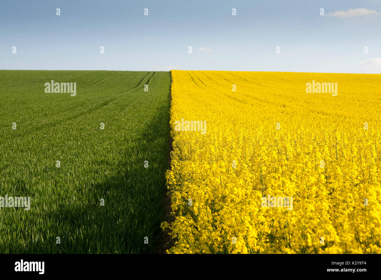 Le colza (Brassica napus). Banque D'Images