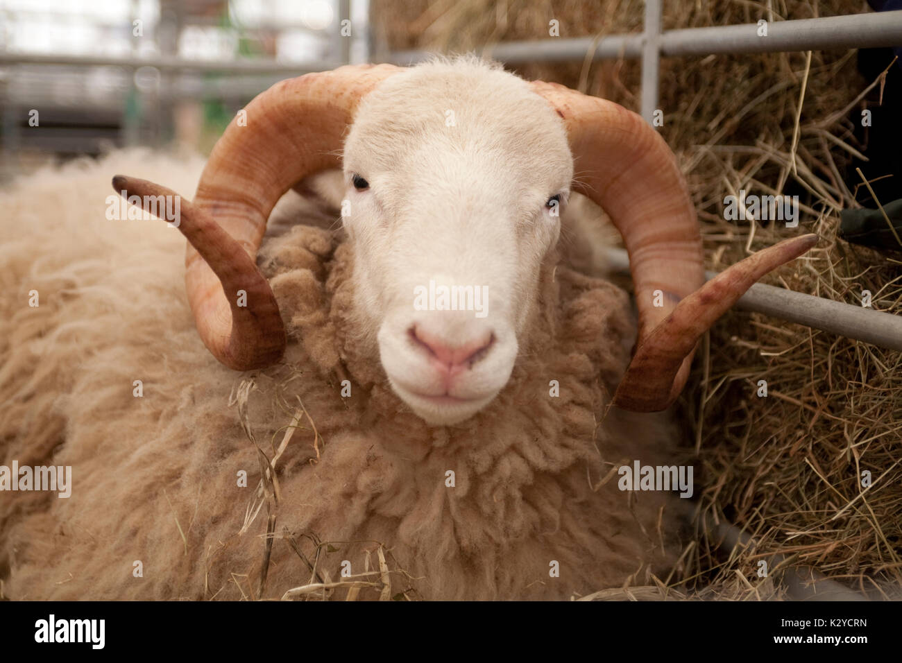 Devon County Show 2009 ; mouton face blanche Quantock Banque D'Images