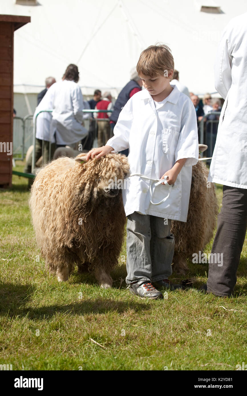 Devon County Show 2009, à en juger les moutons, garçon-chien Banque D'Images