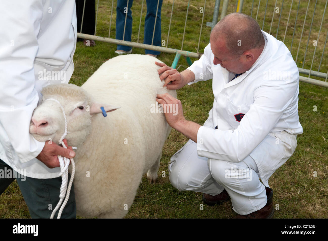 Sondage gagnant du prix de la laine de moutons Dorset et court juge préposé à la Devon County Show Banque D'Images