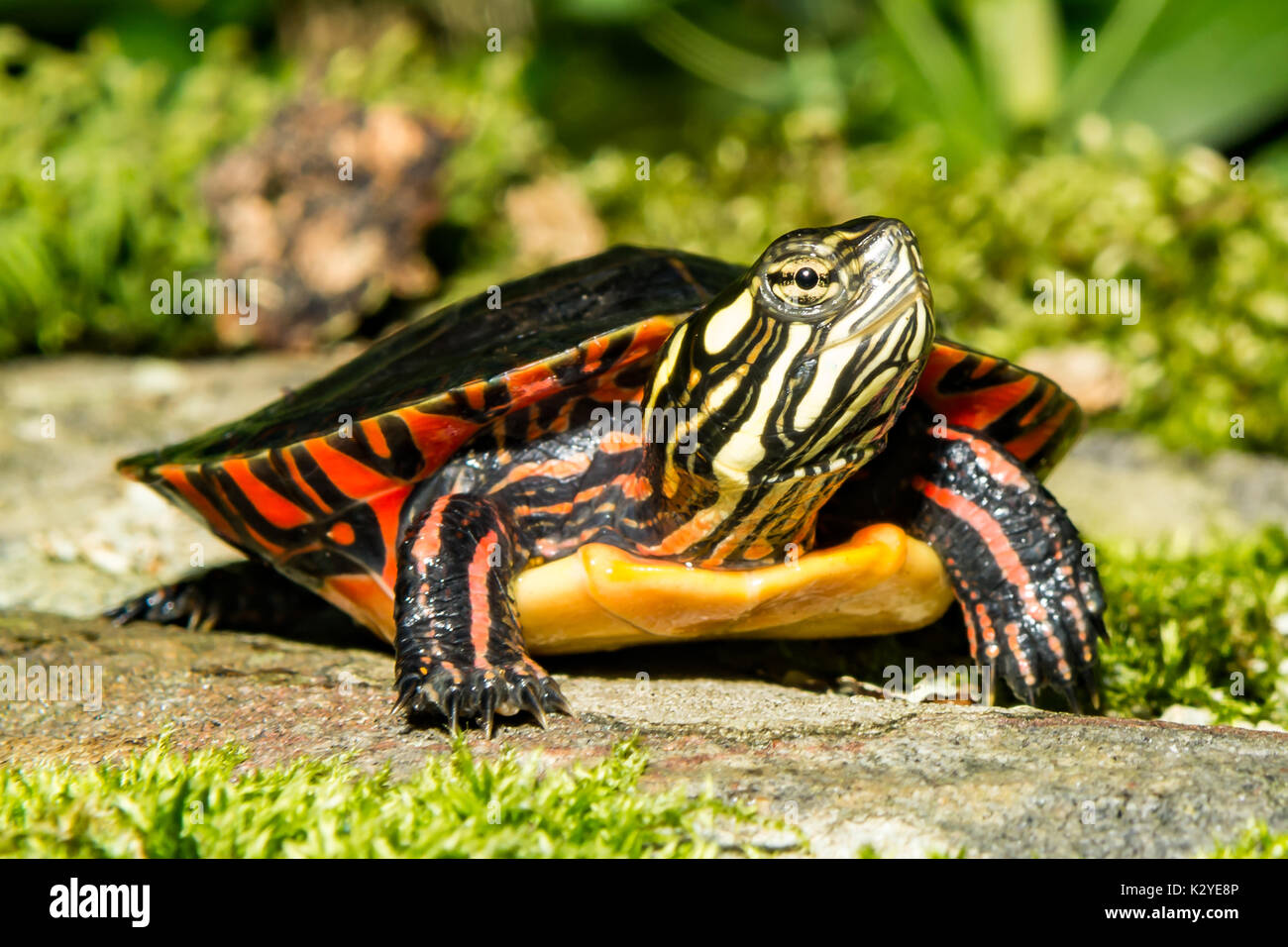 Un gros plan d'une jeune tortue peinte de l'Est Banque D'Images