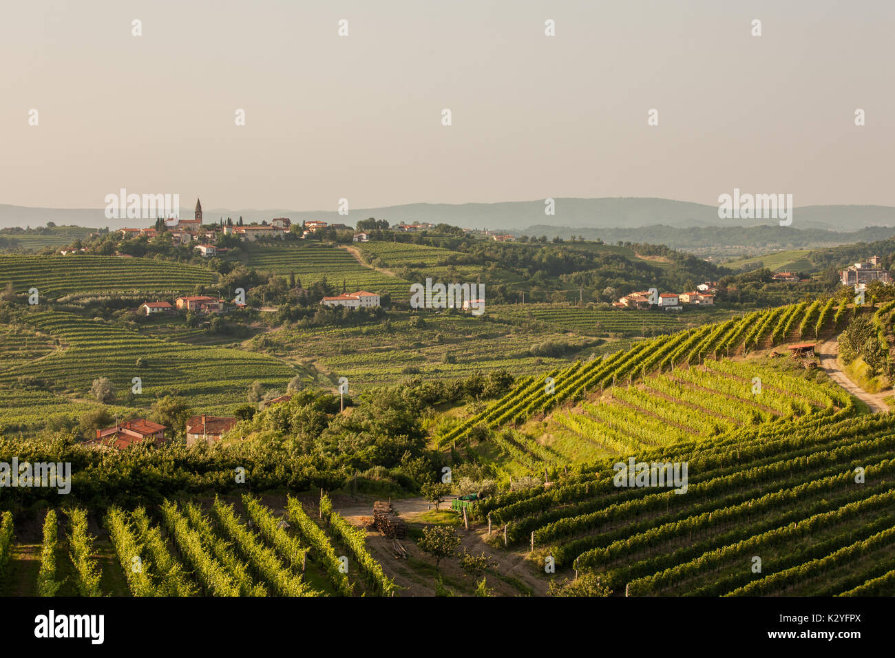 Goriska Brda est une grande région viticole de l'ouest de la Slovénie, près de la frontière avec l'Italie. Ils sont connus sous le nom de Toscane slovène et de vin appelé Rebula. Banque D'Images