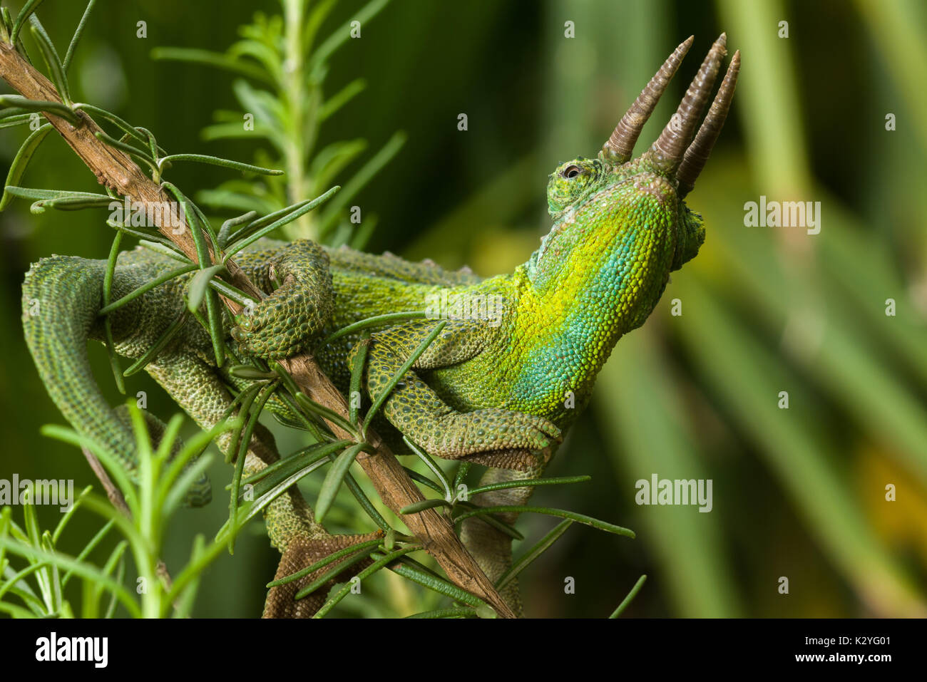 Adultes masculins Jackson's chameleon (Trioceros jacksonii, jacksonii,) sur une branche, Nairobi, Kenya Banque D'Images