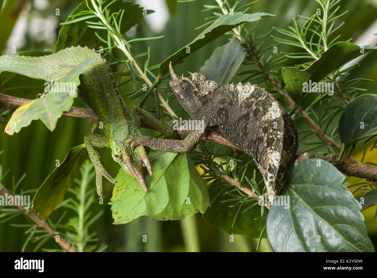 Les femmes adultes Jackson's chameleon (Trioceros jacksonii, jacksonii,) sur une branche, Nairobi, Kenya Banque D'Images