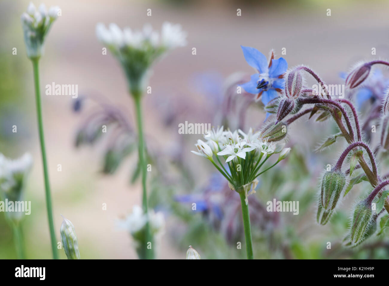 Allium tuberosum et Borago officinalis. L'ail chinois et fleurs de bourrache Banque D'Images