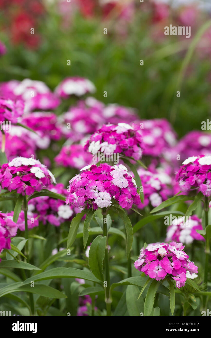 Dianthus barbatus 'ash' magicien. Fleurs Sweet William Banque D'Images