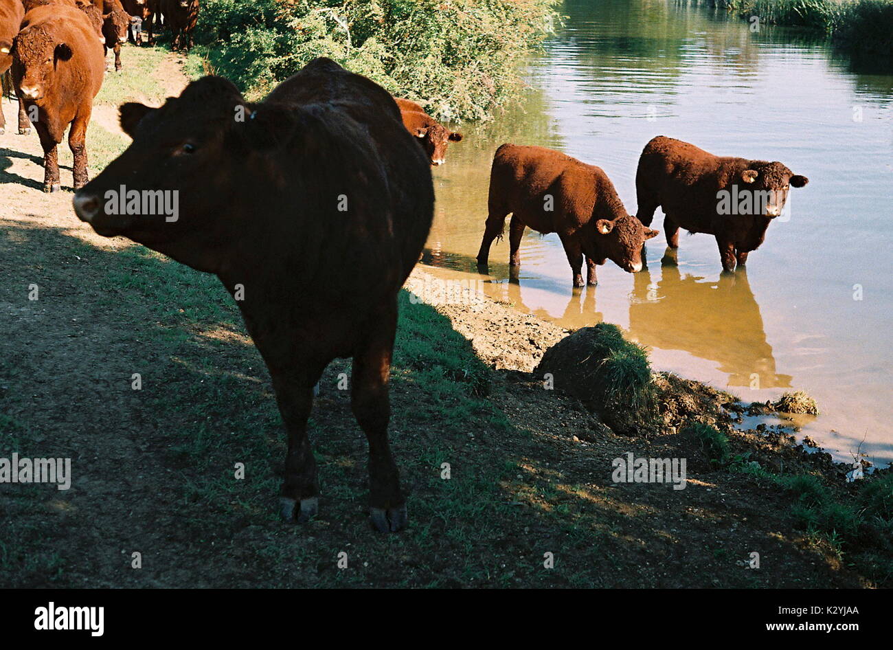 AJAXNETPHOTO. WITNEY,ANGLETERRE. - L'abreuvement du bétail - Trou des taureaux SUR LES RIVES DE LA TAMISE. PHOTO:JONATHAN EASTLAND/AJAX REF : CT173617 11 Banque D'Images