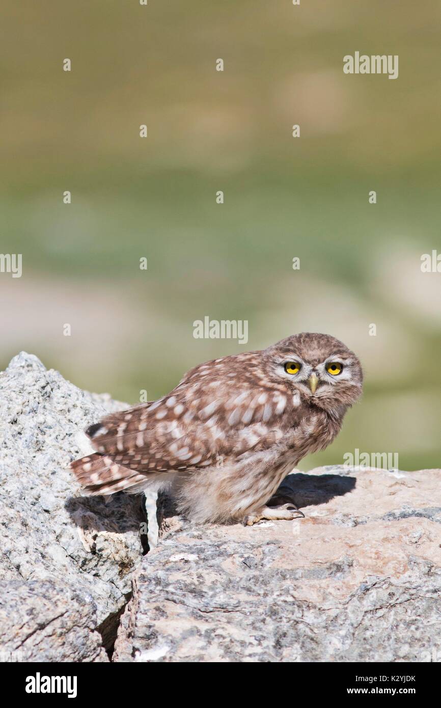 Petit hibou à Tsokat, Ladakh, Inde Banque D'Images