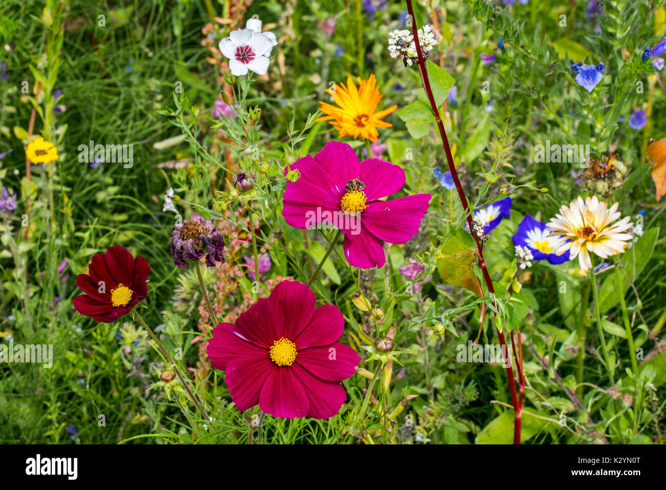 Mélange de fleurs sauvages colorées dans la zone de prairie en bordure de fleurs sauvages, planté pour attirer et aider les abeilles, papillons et autres pollinisateurs Banque D'Images