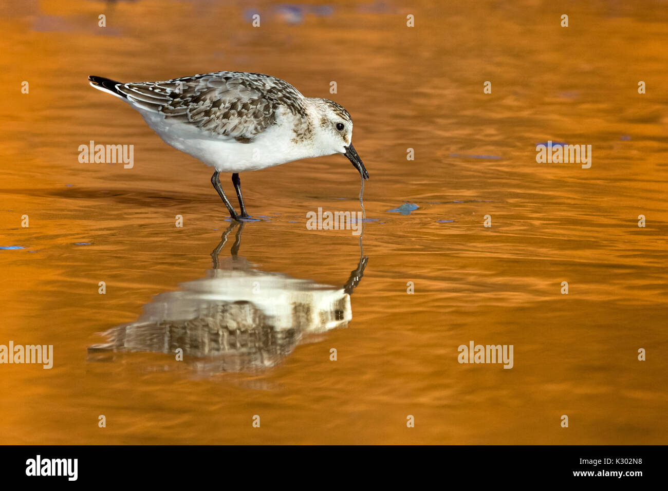 Sanderling se nourrir près de Dune du Sud à Havre-aux-Maisons aux Îles de la Madeleine, Québec ----- Becasseau Sanderling en quete de nourriture une dune du su Banque D'Images