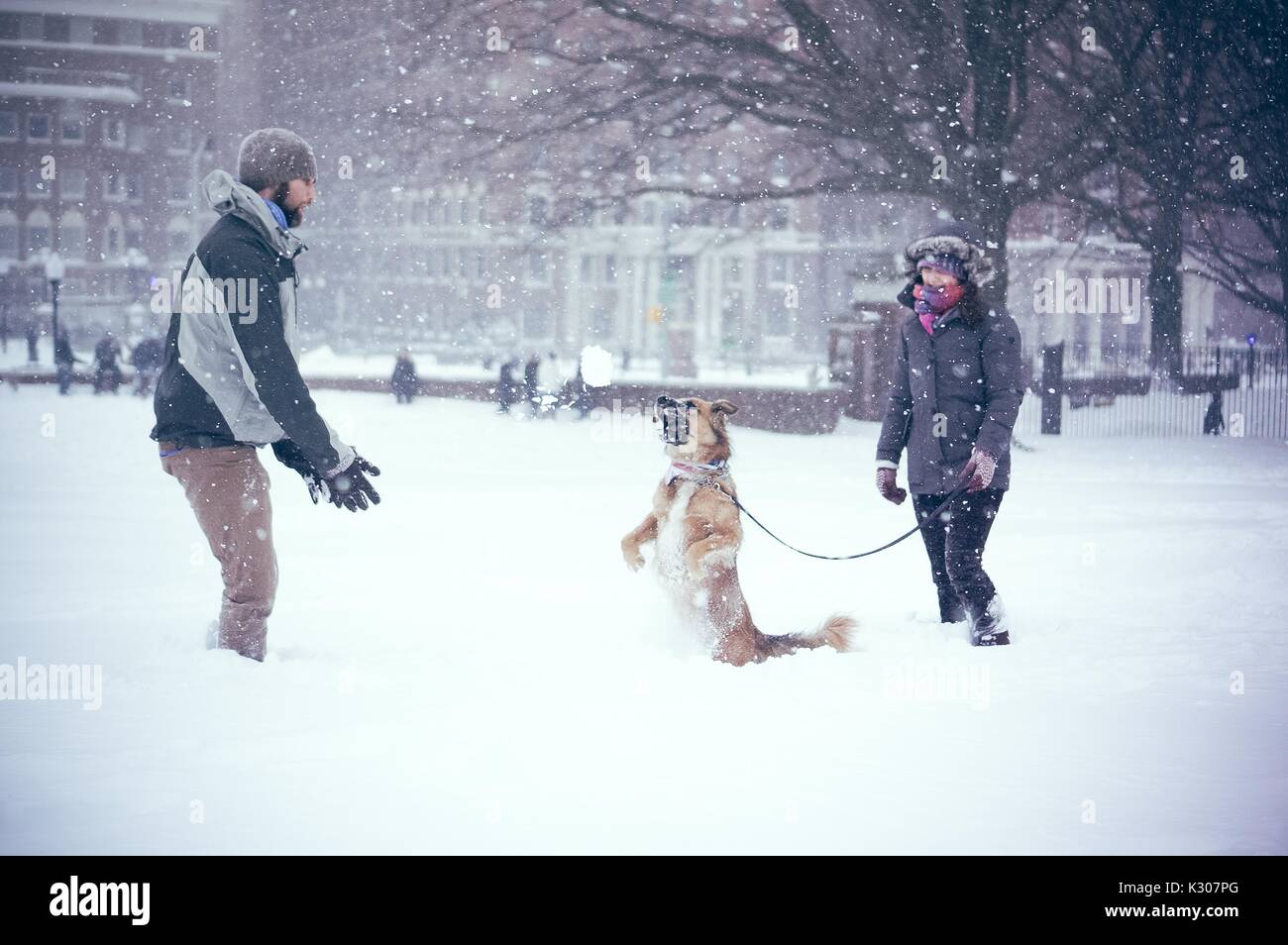 Un chien se dresse sur ses pattes couvertes de neige, tandis que sa femme propriétaire le tient en laisse et son propriétaire masculin se tient devant lui, jetant des boules de neige sur une journée à l'Université Johns Hopkins, Baltimore, Maryland, 2016. Banque D'Images