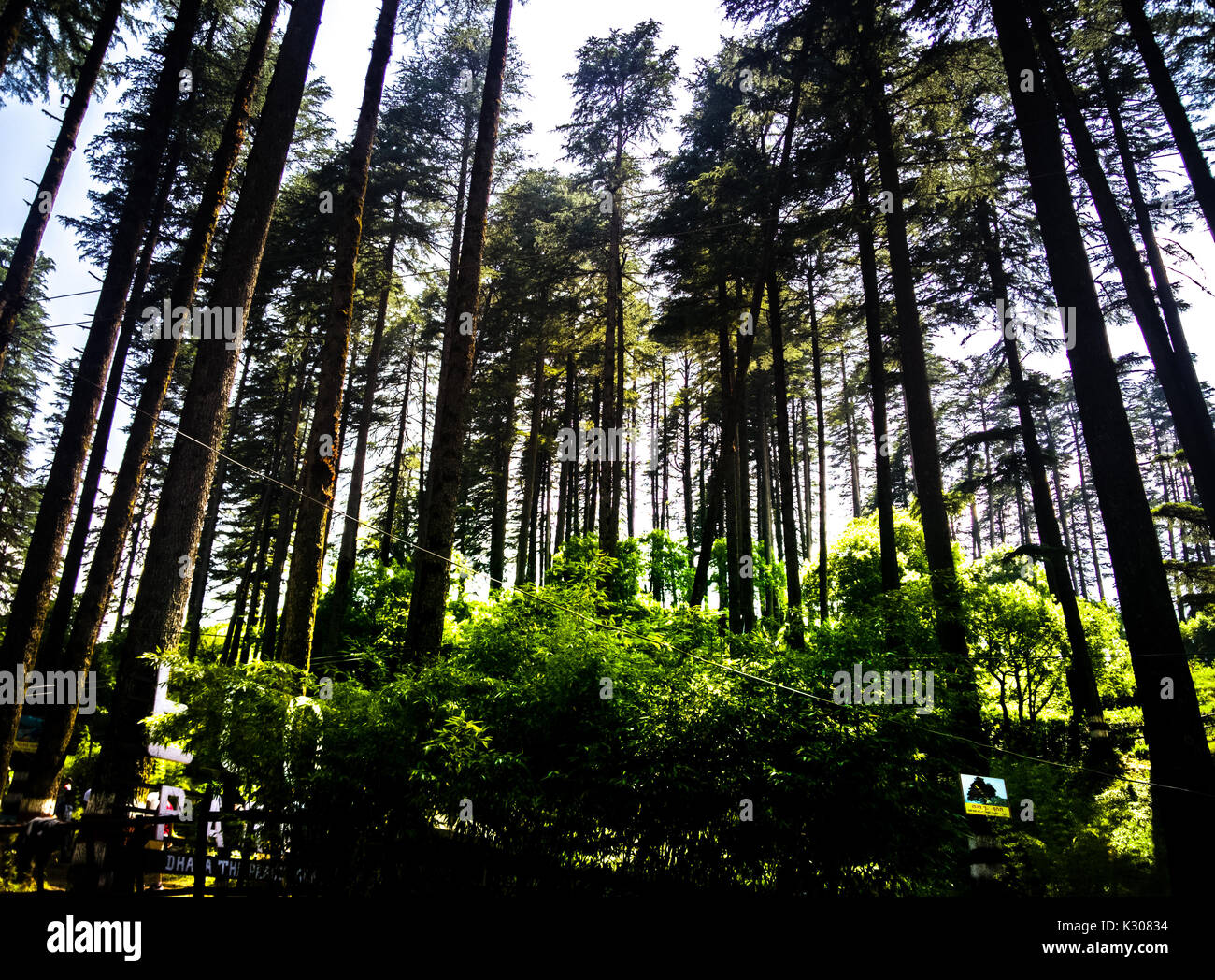 La nature, les arbres, forêt Banque D'Images