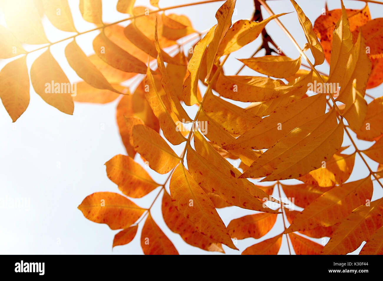 Lumière du soleil à travers les feuilles d'automne d'or Banque D'Images