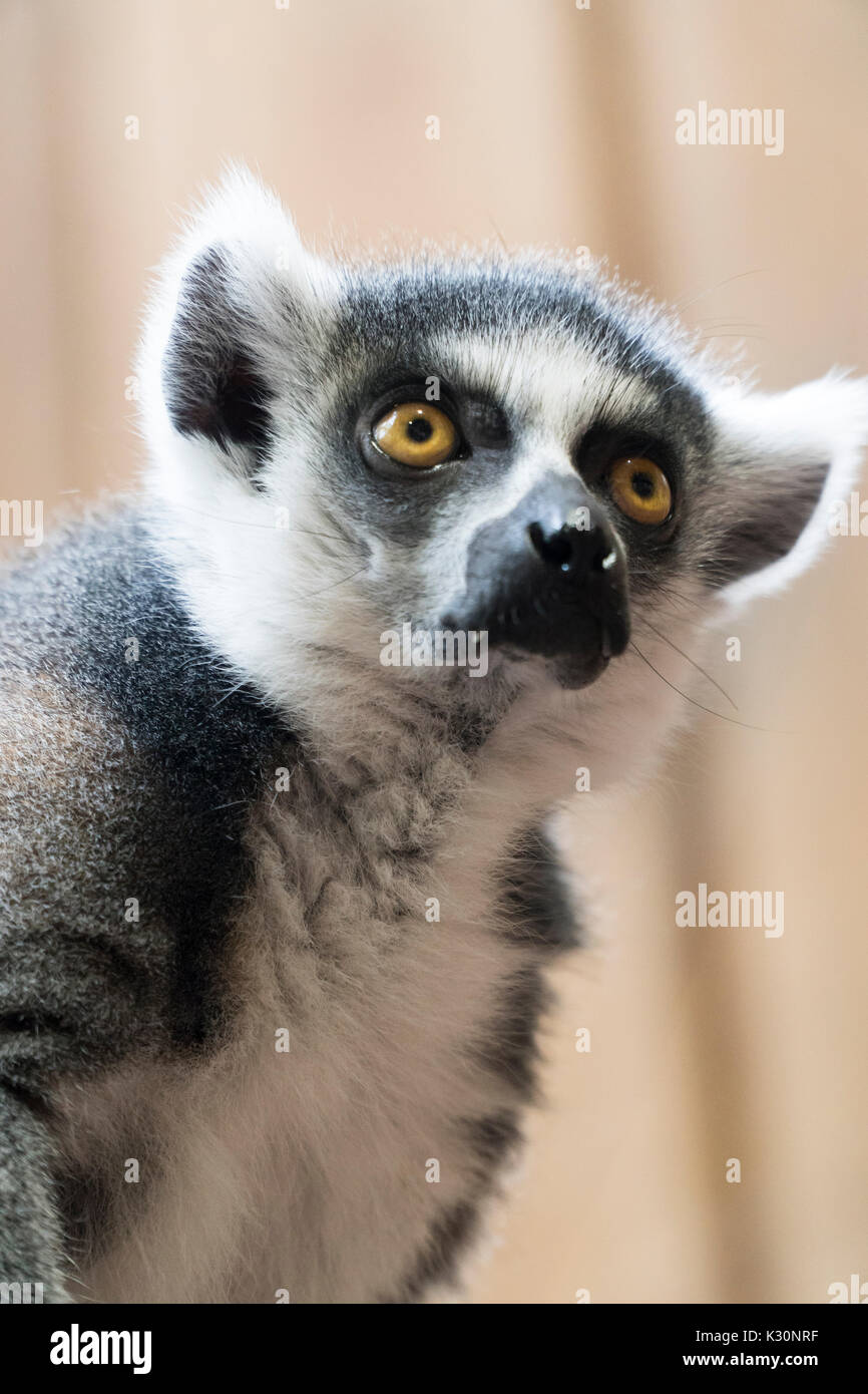 Portrait d'un Lemure de Madagascar Banque D'Images