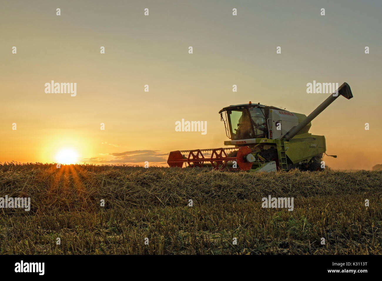 Moissonneuse-batteuse Claas découpage d'un champ de blé au coucher du soleil, Cambridgeshire, Angleterre Banque D'Images