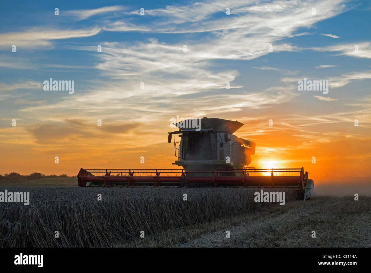 De coupe de moissonneuse-batteuse Claas champ de blé au crépuscule, Cambridgeshire, Angleterre Banque D'Images