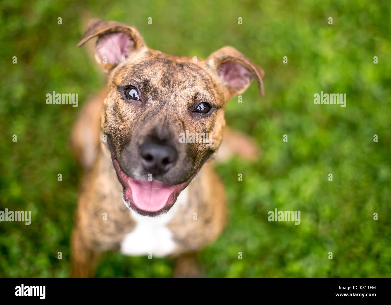 Un brindle chiot race mélangée à une expression heureuse Banque D'Images