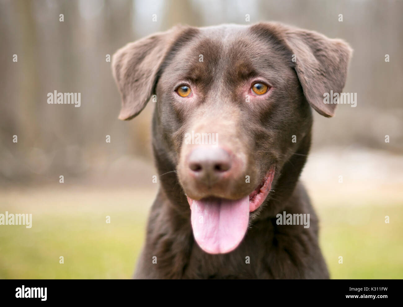 Portrait en extérieur d'un Labrador Retriever Chocolat Banque D'Images
