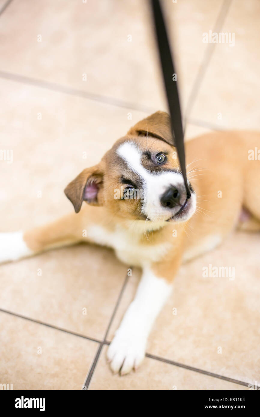 Chiot jouant un jeu de courir avec sa laisse Banque D'Images