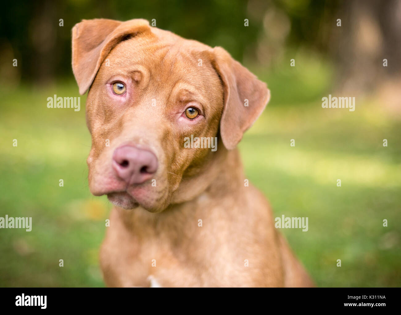 Un Labrador Retriever dog écoute avec une inclinaison de tête Banque D'Images