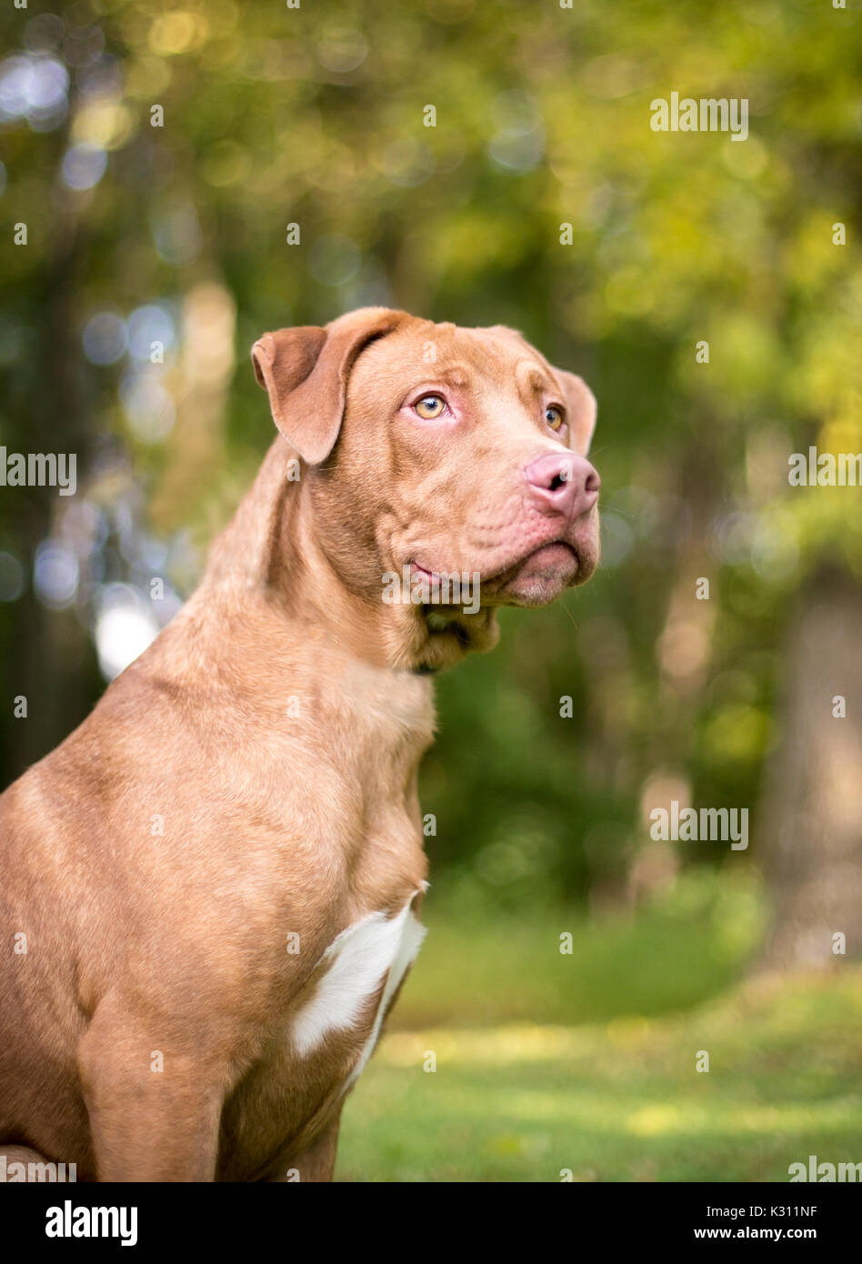 Un Labrador Retriever dog outdoors Banque D'Images