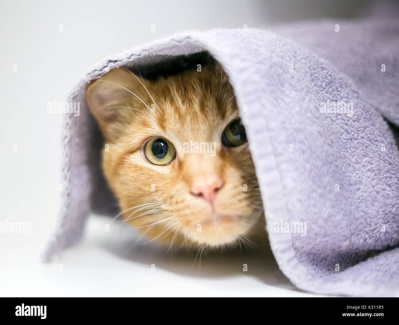 Un timide orange tabby shorthair domestique cat, à l'sous une couverture Banque D'Images