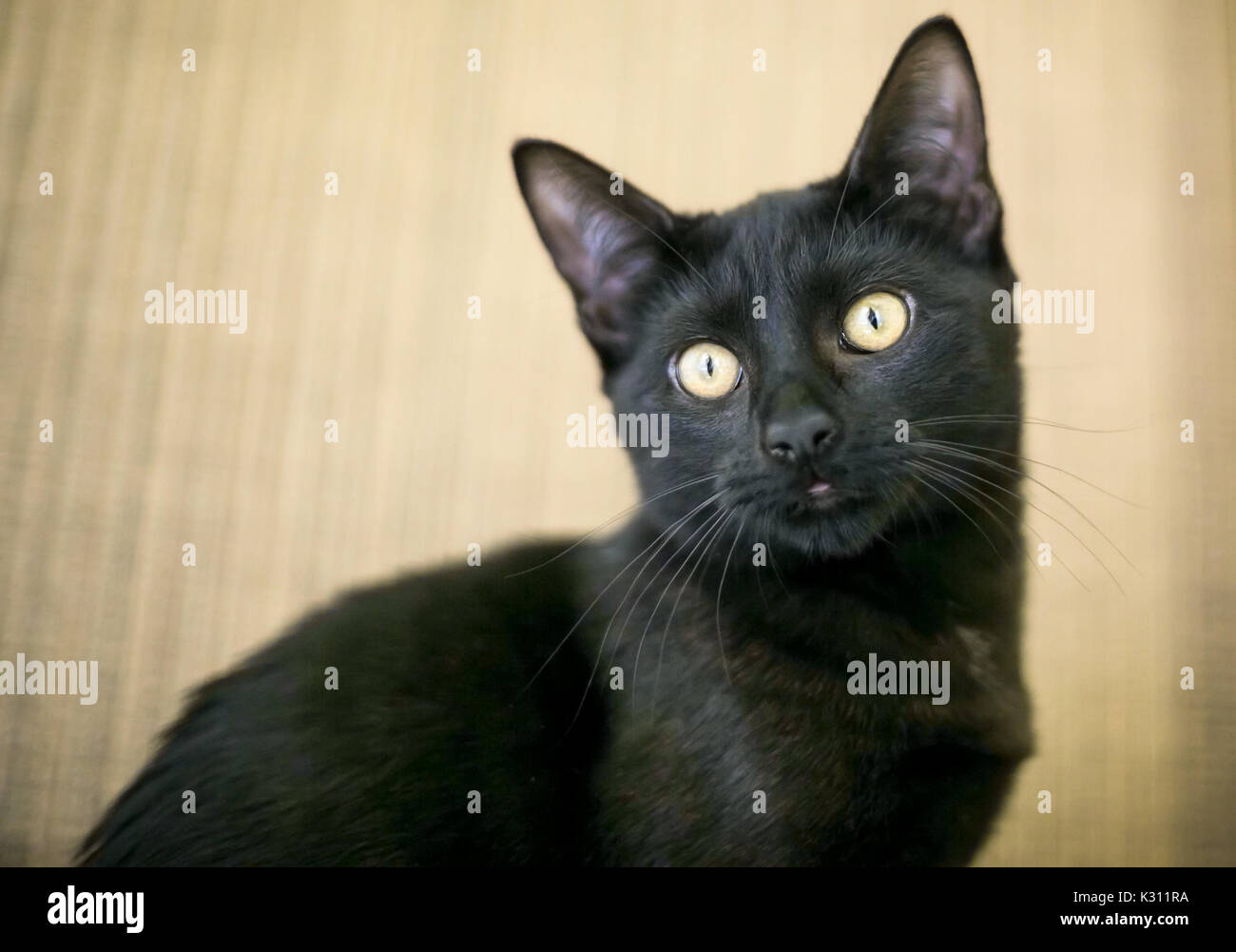 Un chat domestique à poil court noir avec les yeux jaunes Banque D'Images