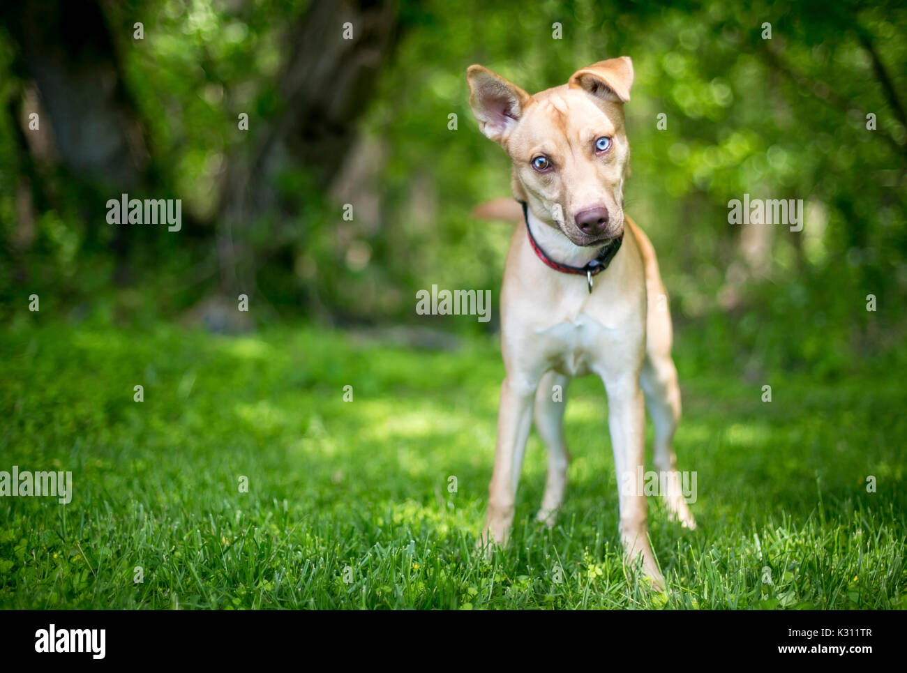 Un chien de race mixte avec heterochromia sectorielles dans ses yeux Banque D'Images